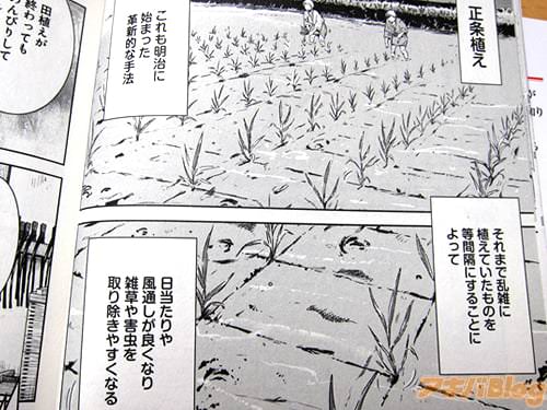 「正条植え、これも明治に始まった革新的な手法、等間隔にすることによって日当たりや風通しが良くなり、雑草や害虫を取り除きやすくなる」