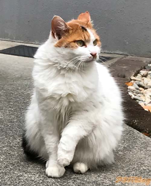 エンジェル出版の近くには可愛いねこちゃん達が何匹かいます