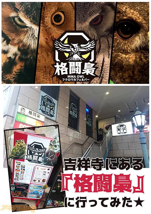 フクロウカフェ&バー「格闘梟」はヨドバシカメラの真裏にあるという好立地!!