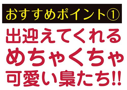 おすすめポイント1:出迎えてくれるめちゃくちゃ可愛い梟たち!!