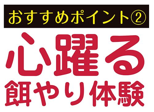 おすすめポイント2:心躍る餌やり体験